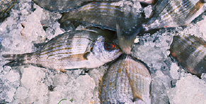 Pescado